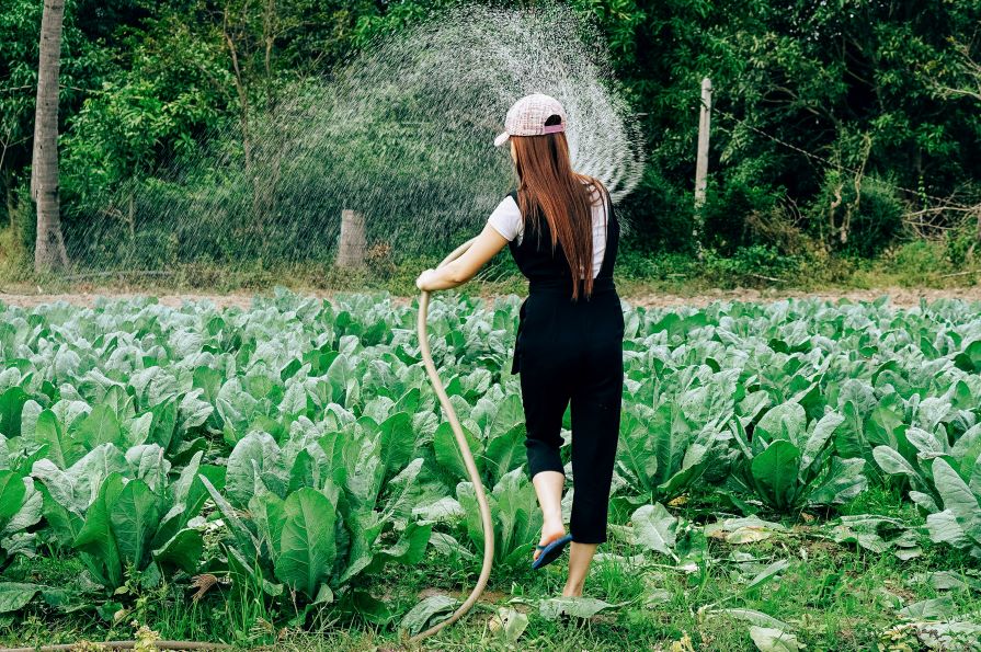 Gemüsebeet im Garten wird bewässert